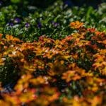 Embracing Texas Fall: Seasonal Tips from Land Care Garden Center