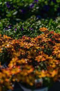 Read more about the article Embracing Texas Fall: Seasonal Tips from Land Care Garden Center